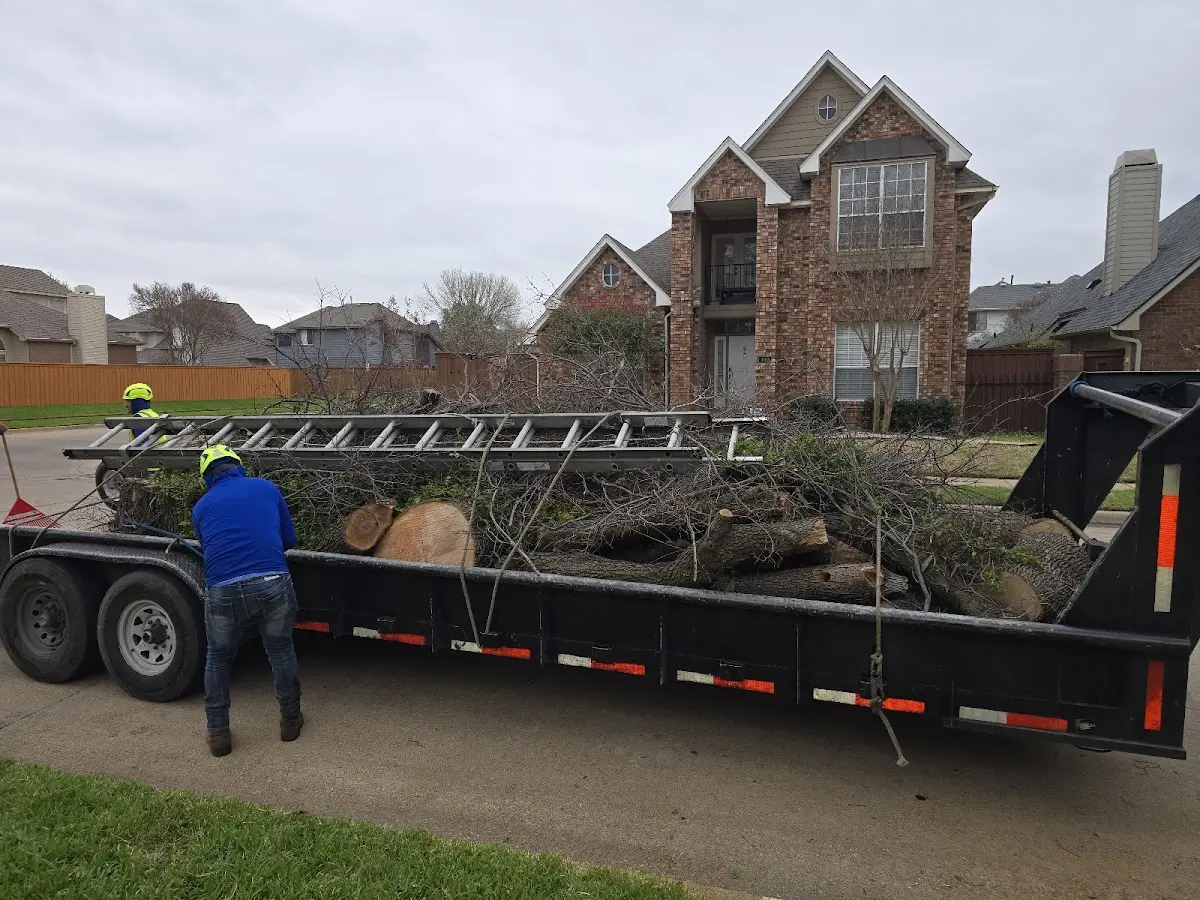 Expert Tree Pest Control with proper safety equipment in Eagle Rock